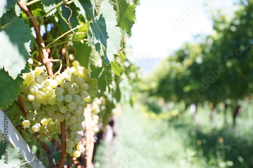 Grape Vine