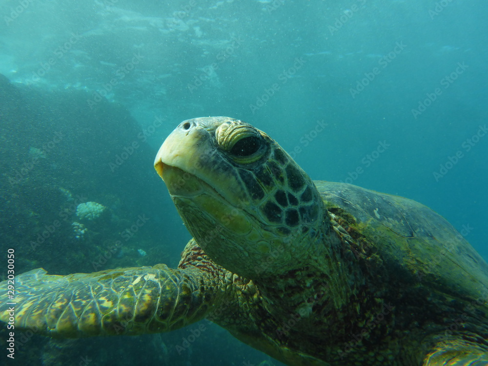 Fototapeta premium Sea turtle swimming in the ocean