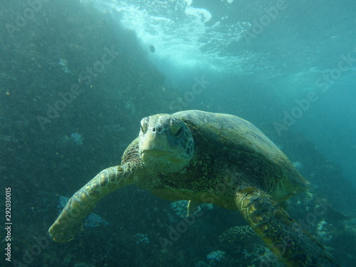 Sea turtle swimming in the ocean © Steffen Seemann