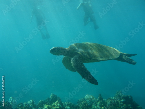 Sea turtle swimming in the ocean © Steffen Seemann