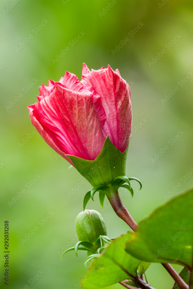 Macro Of Red China Rose Flower Bud- Hibiscus Flower Macro Of Red China Rose Flower Bud- Hibiscus Flower