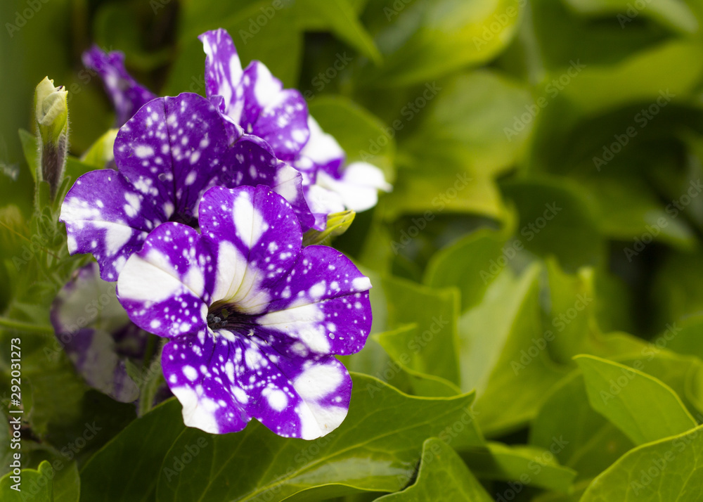 petunias surrounded by a sea of green leaves petunias surrounded by a sea of green leaves