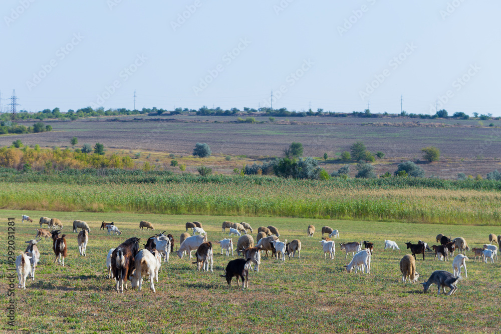 A herd of goats and sheep. Animals graze in the meadow. Pastures of Europe. A herd of goats and sheep. Animals graze in the meadow. Pastures of Europe.