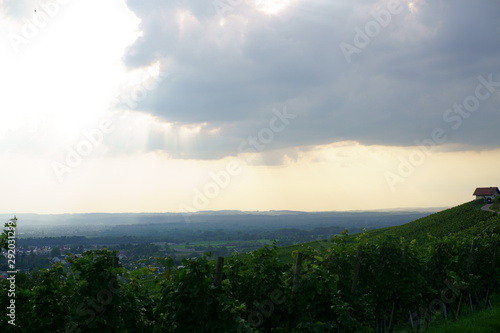 Overlook Vineyard