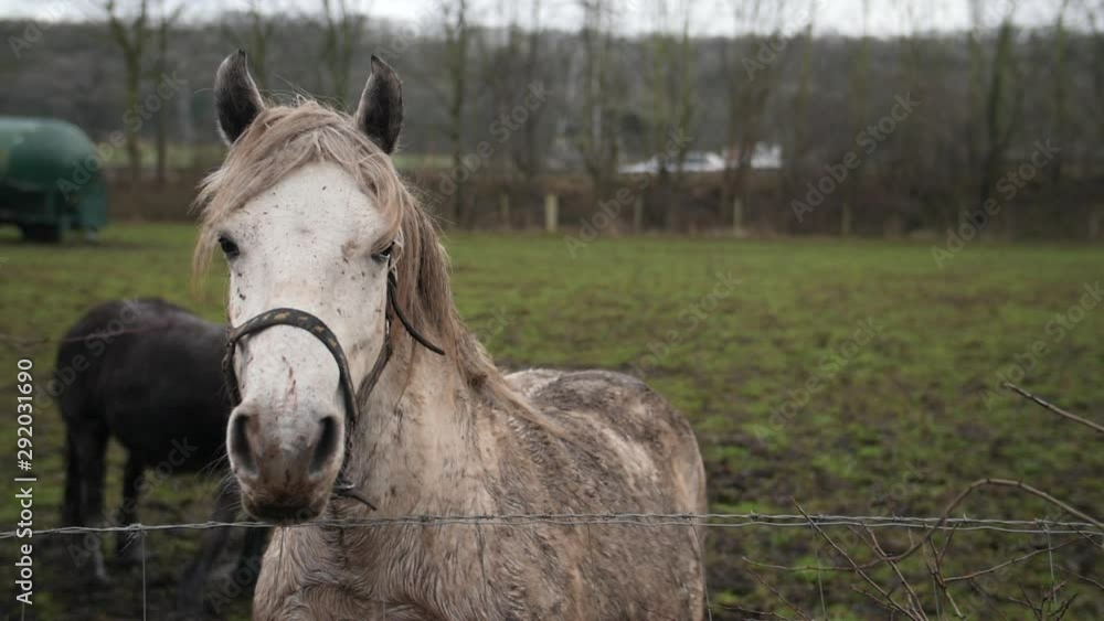Slow motion - Wet muddy white horse in field on muddy rainy day, paddock Slow motion - Wet muddy white horse in field on muddy rainy day, paddock