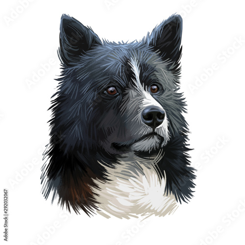 Karelian Bear Dog, KBD, Karjalankarhukoira, Karelsk Bjornhund dog digital art illustration isolated on white background. Finland origin working dog. Pet hand drawn portrait. Graphic clip art design. photo