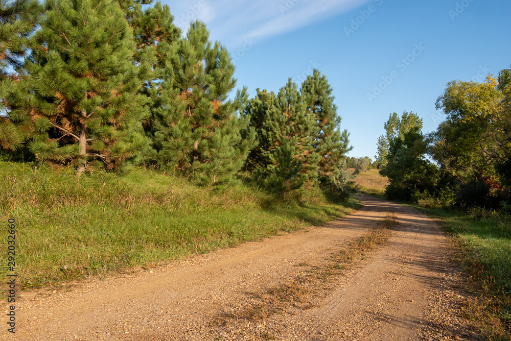 gravel road with pine tress