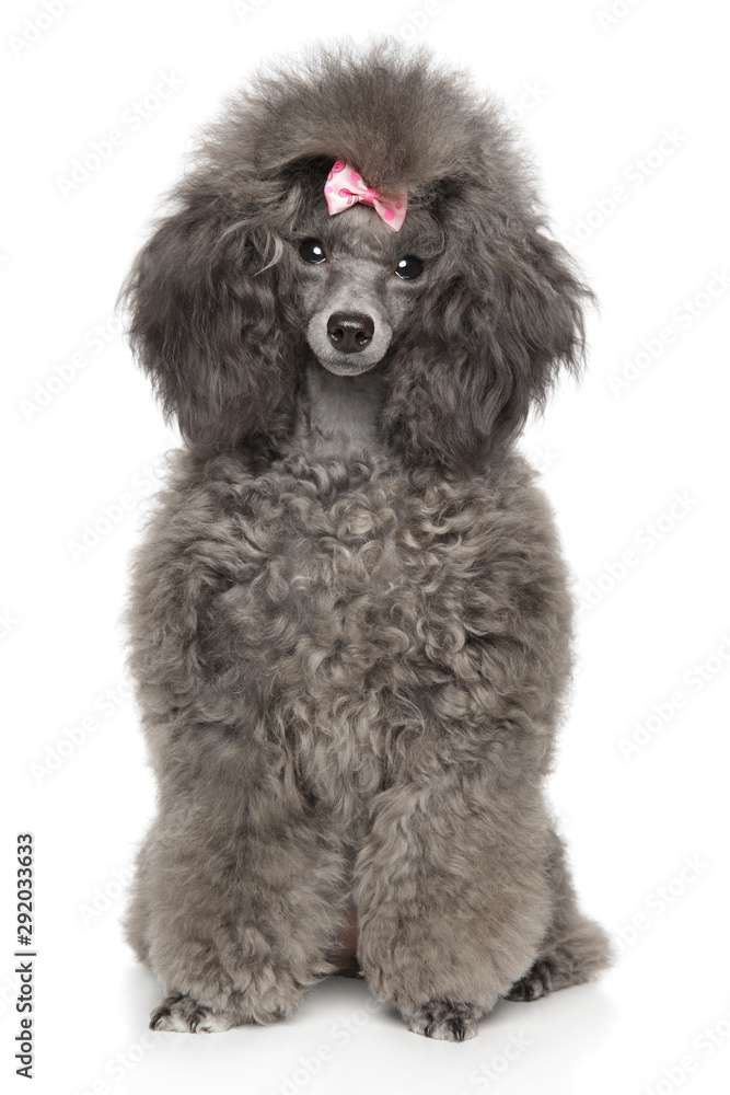 Toy Poodle in front of white background