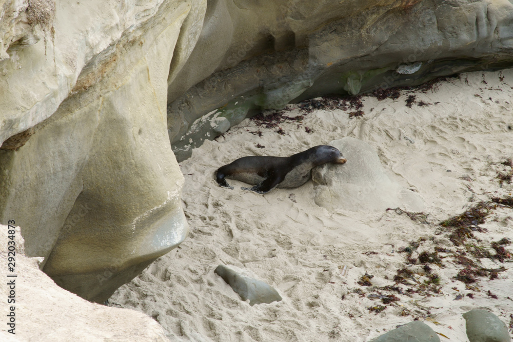 Obraz premium Seals, Sea Lions resting on the shores