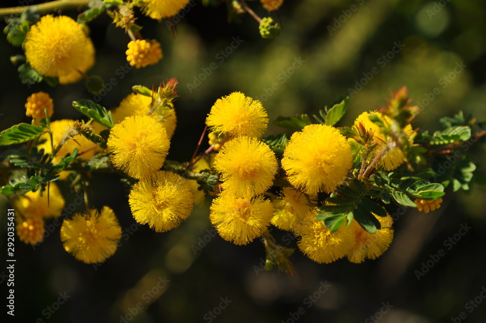 Acacia pulchella, also know as Prickly Moses wattle, an endemic