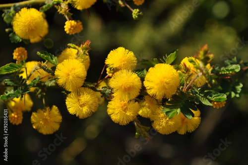 Картината върху платно Acacia pulchella, also know as Prickly Moses wattle, an endemic flowering  shrub