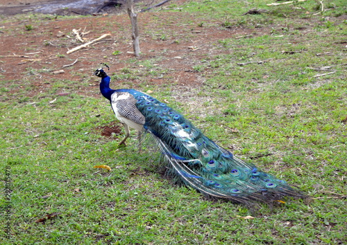 CRIADERO DE COCODRILOS photo