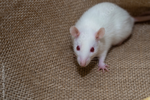 A white rat is sitting on a burlap. Minimalism in photography with a rat. Symbol of the New Year 2020