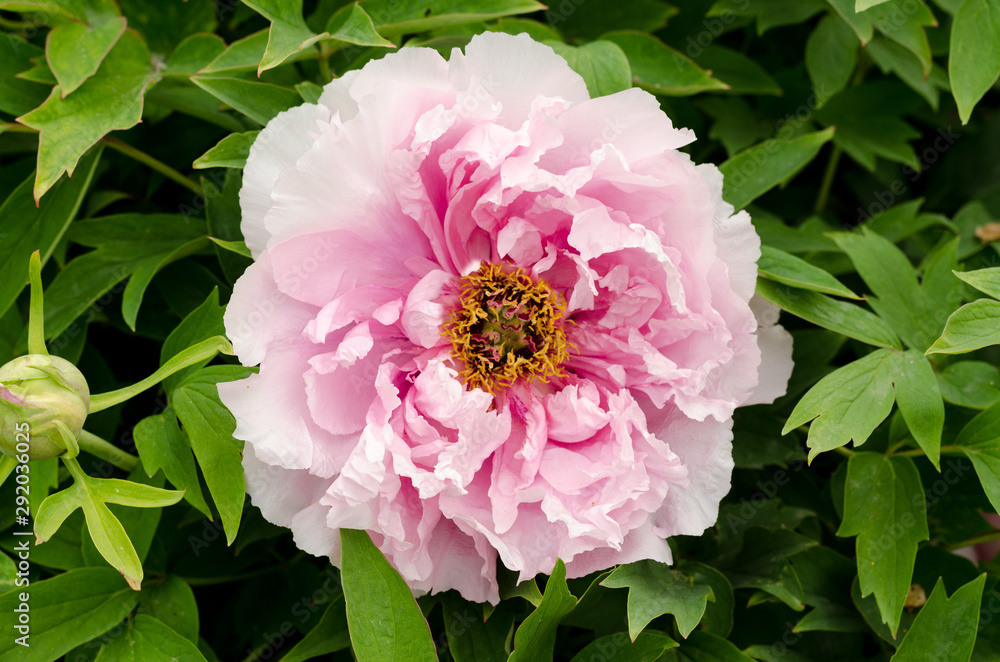 Beautiful gentle pink peony flower growing in the summer garden. Mountain tree peony. Beautiful gentle pink peony flower growing in the summer garden. Mountain tree peony.