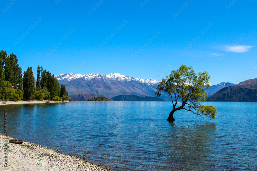 That Wanaka tree New Zealand’s most famous tree Stock Photo Adobe Stock
