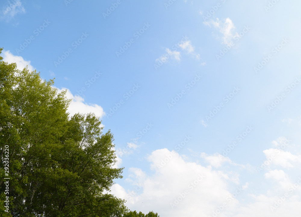 Bottom view through the green trees to the blue sky.