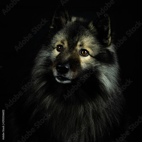 Hund schwarzer Background