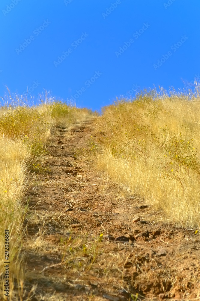 Obraz premium 黄色い牧草地の道と空