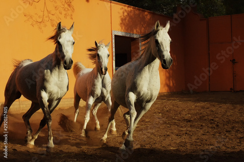 Three white arabian purebred horses running in sand paddock with high orange walls.