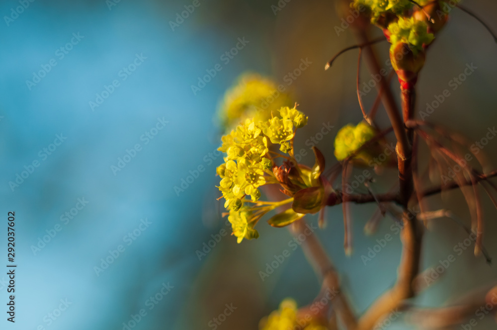 Blooming yellow flowers of maple trees in spring. Blooming yellow flowers of maple trees in spring.