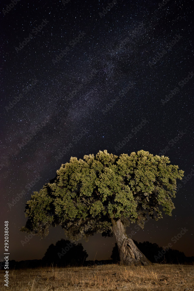 oak night photography with the milky way in the background oak night photography with the milky way in the background