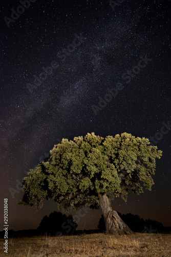 oak night photography with the milky way in the background