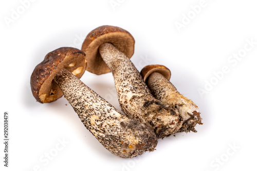 Mushroom Cossack on a white kitchen table. Fresh mushrooms collected in the forest of Central Europe.