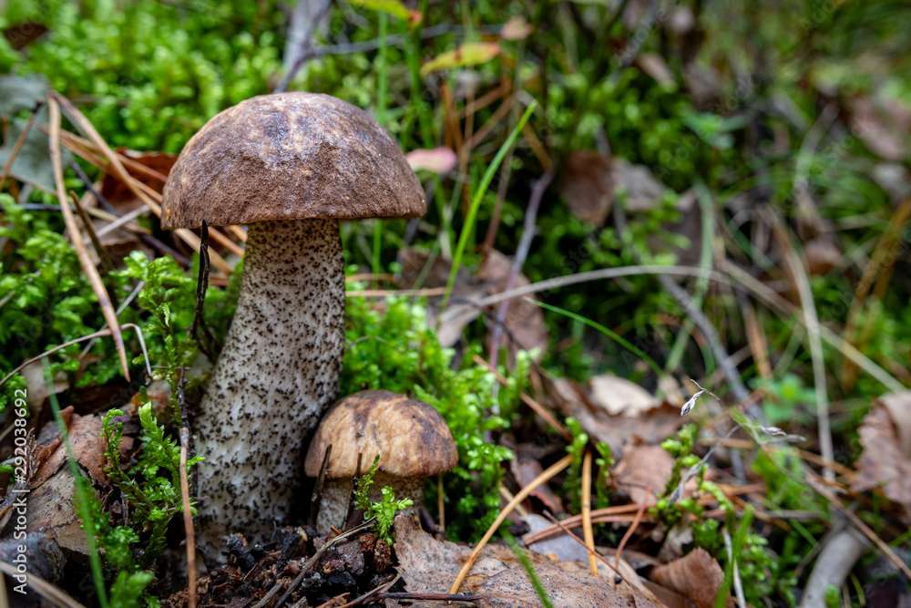 Cossack mushroom in a coniferous forest. Vegetation in the forests of Central Europe. Cossack mushroom in a coniferous forest. Vegetation in the forests of Central Europe.