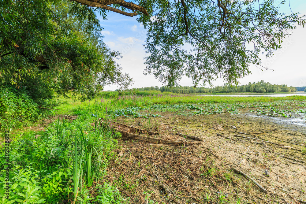 Beautiful solitary White willow, Salix alba, on the bank of a flood plains Waal river at the Millingerwaard in Ooijpolder with sunken rowboat against background of blue sky with scattered clouds
