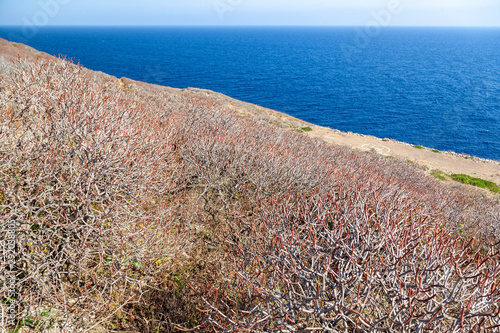 Tree spurge (Euphorbia dendroides) on a remote island of Palagruza in Croatian Adriatic photo