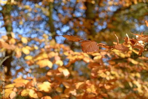 Sherwood Forest Autumn colours in Nottinghamshire,UK. photo