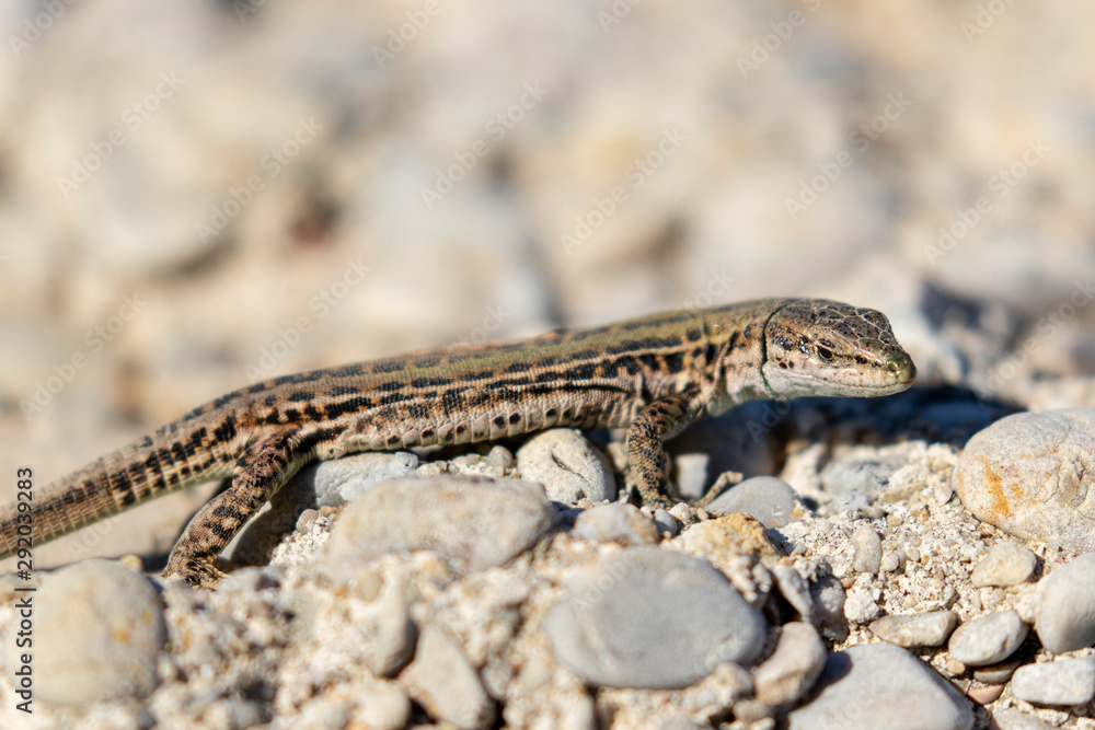 The Italian wall lizard on a remote island of Palagruža in Croatian Adriatic The Italian wall lizard on a remote island of Palagruža in Croatian Adriatic