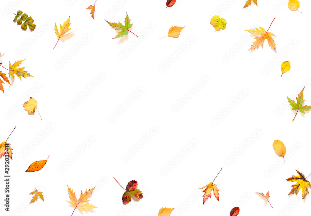 Colorful Autumn leaves concept frame on the white background. Top view. Copy space Colorful Autumn leaves concept frame on the white background. Top view. Copy space
