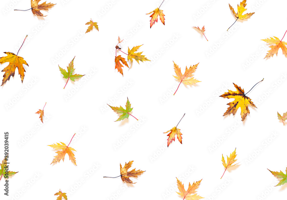 Colorful Autumn leaves concept pattern on the white background. Top view