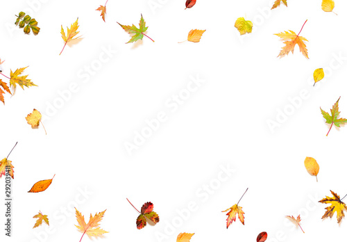 Colorful Autumn leaves concept frame on the white background. Top view. Copy space