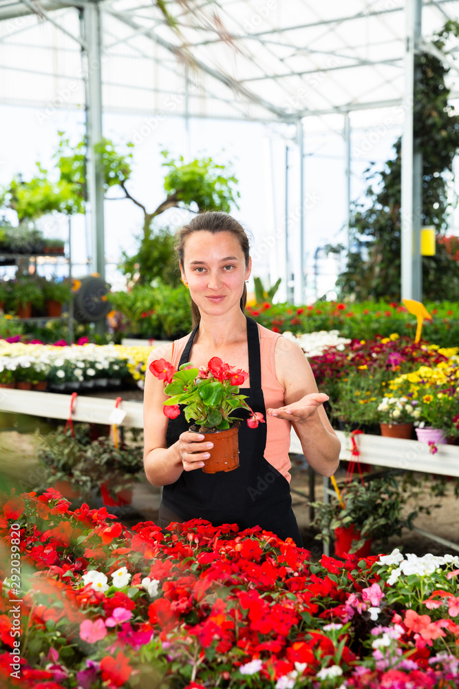 Positive female florist in apron working with begonia plants in hothouse indoors