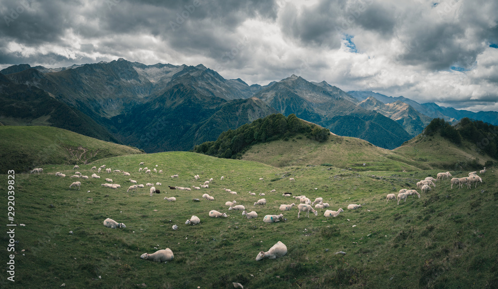 sheep in the french pyrenees mountains