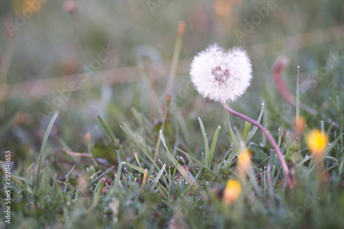 Wallpaper Mural dandelion field Torontodigital.ca