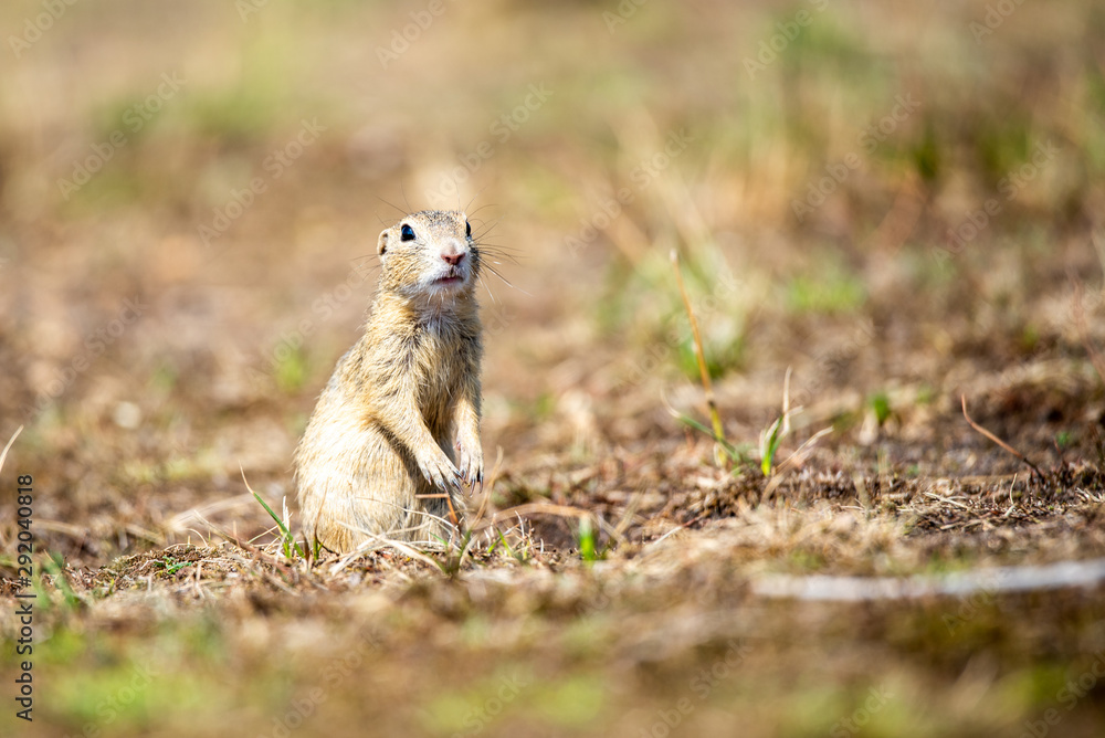 European ground squirrel, Spermophilus citellus, aka European souslik. Small cute rodent in natural habitat European ground squirrel, Spermophilus citellus, aka European souslik. Small cute rodent in natural habitat