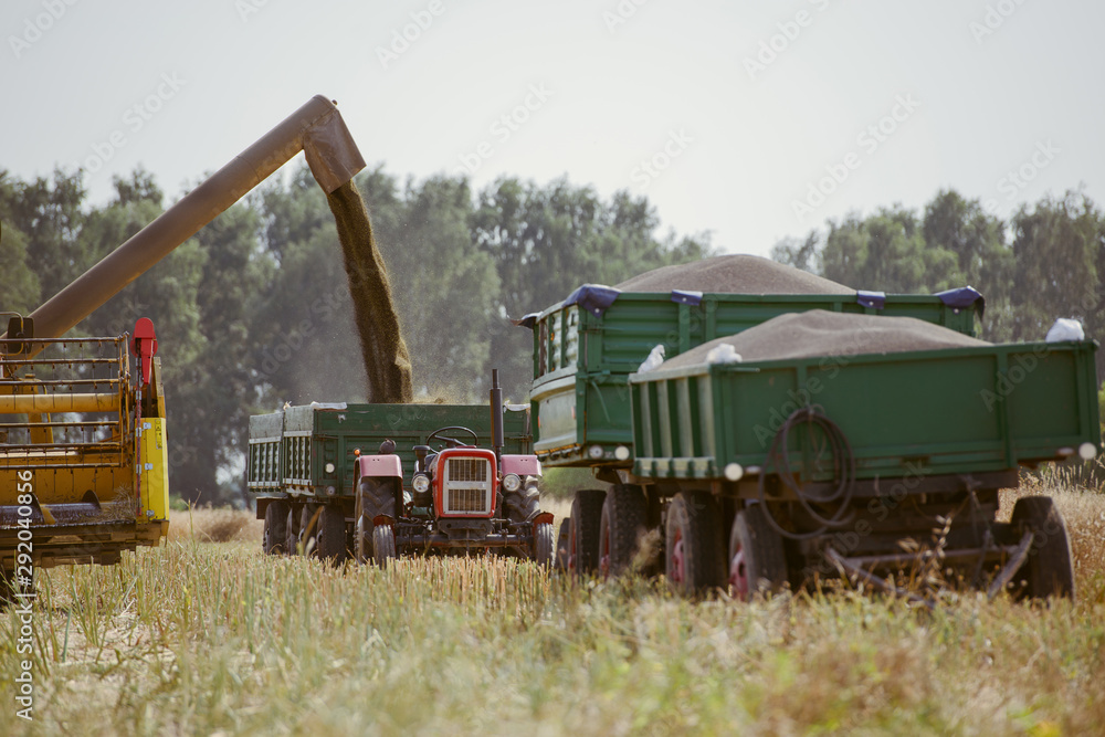 Fototapeta premium Combine harvesting the rape field