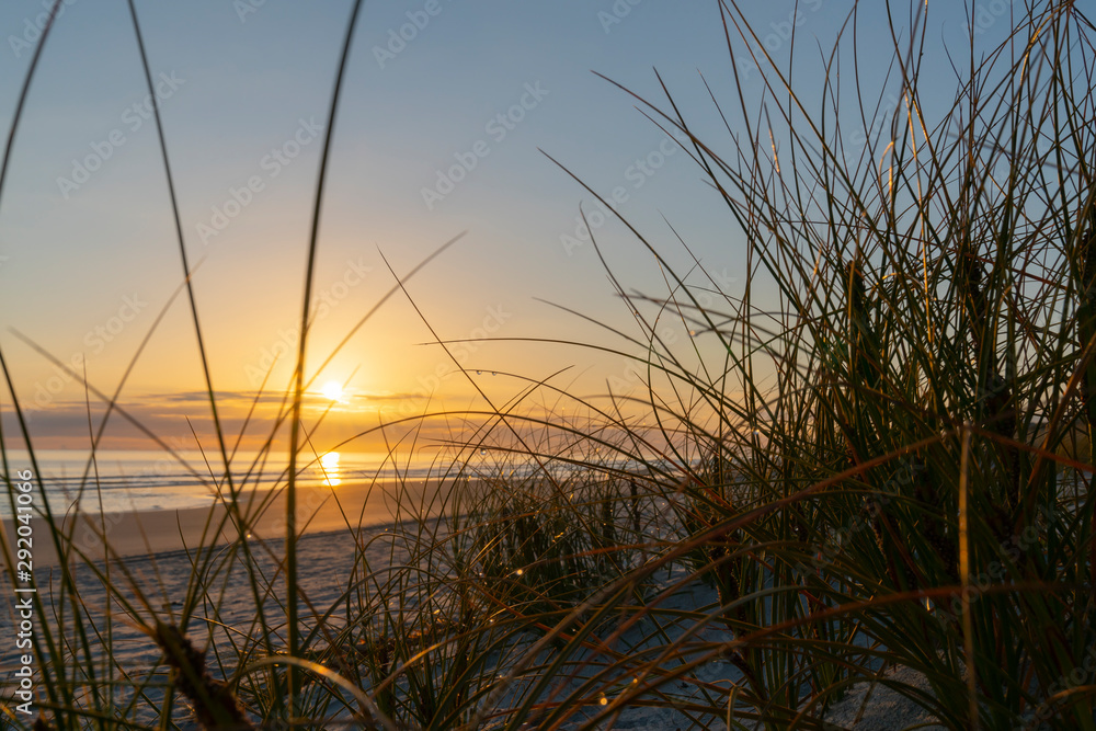 Golden glow of sedge growing on sand as dune protection Golden glow of sedge growing on sand as dune protection