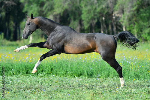 Buckskin Akhal Teke stallion leaping forward in gallop in the field. Animal in motion.