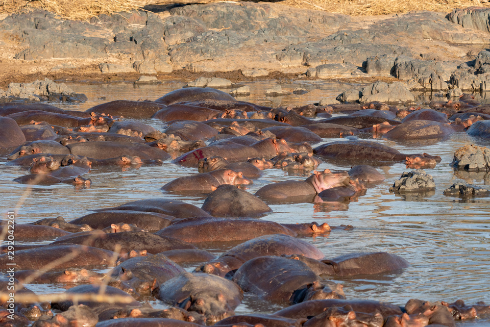 Fototapeta premium Hippo Pool In The Serengeti