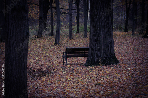 A bench stands in the depths of the forest in an autumn park.