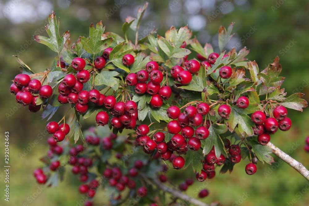 Reife Weißdornbeeren am Strauch Reife Weißdornbeeren am Strauch