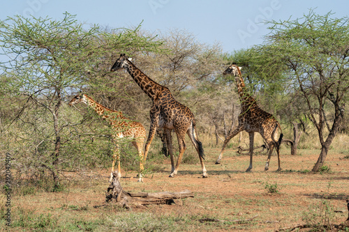 Masai Giraffe Family