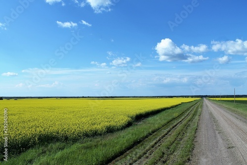 landscape with yellow canola field and blue sky