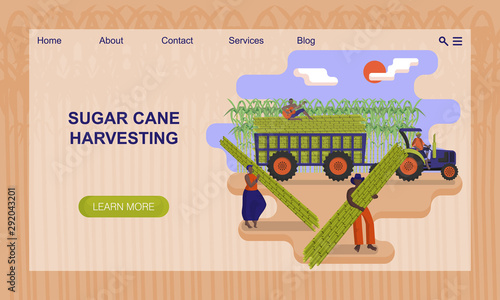 Black agricultural workers are picking a sugarcane in the field. Concept of website, landing page design template