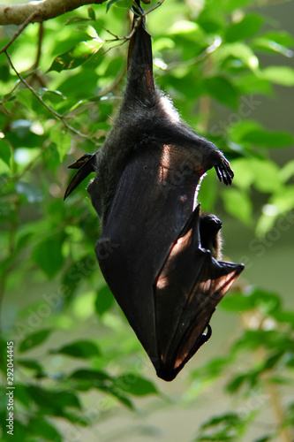 bat hanging upside down against a background of greenery