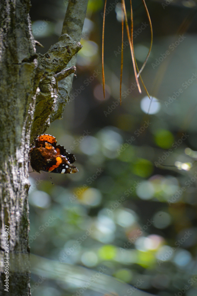 Butterfly Butterfly
